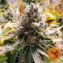 Насіння конопель Laughing Buddha від Barney's Farm